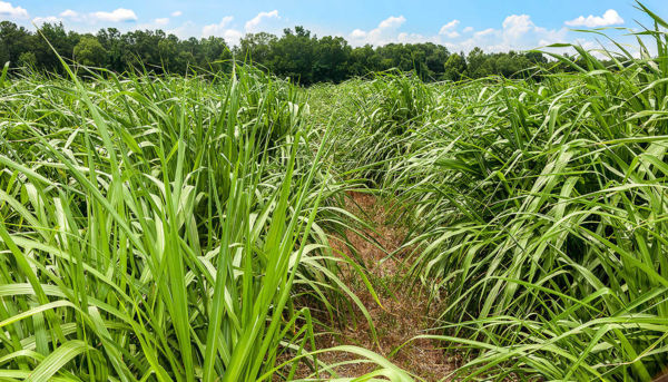 Napier Grass